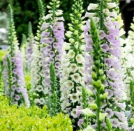 Naparstnica purpurowa (Digitalis purpurea) - Gloxiniaeflora