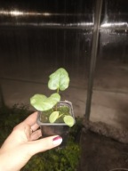 Rabarbar Lider sadzonka