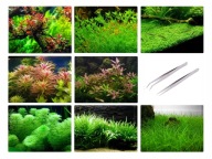 ZESTAW ŁATWYCH ROŚLIN DO AKWARIUM + PĘSETA GRATIS