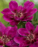 Piwonia ITOH "PURPLE SENSATION" Duża SADZONKA doniczka 5 l