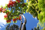 Azalia czerwona pienna 150 cm okaz 12 letni szczepiona inna