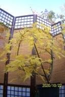 Klon japoński pendula żółty palmowy inny