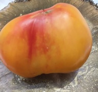 Pomidor Malibu Pineapple (142) nasiona kolekcjonerskie