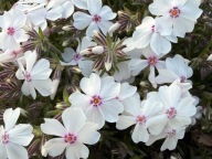 Floks szydlasty wiosenny płożący phlox subulata "Amazing Grace"