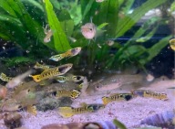 Gupik Endlera Tiger Yellow Cobra PARA