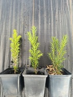 Cis Hicksii w doniczce 0,5l