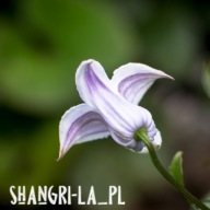 Powojnik Crispa (Clematis Crispa) - CRISPA ANGEL (z grupy Viorina)