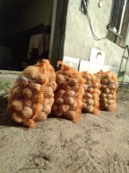 Ziemniaki z 2025 Denar żółte ECO smaczne zdrowe Polskie 15kg tanio