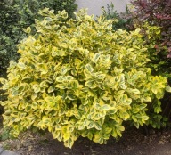 Trzmielina Emerald Gold (161) - 1,5 l