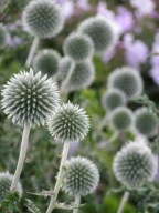 PRZEGORZAN BIAŁY na słabe suche gleby MIODODAJNY sadzonki