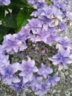 Hortensja - Macrophylla -Francy Blue DUŻA SADZONKA 5L