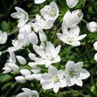 Czosnek Allium Neapolitanum sadzonki p9 wsadzamy po 3 sztuki ogrodowy