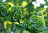 Wierzba babilońska crispa CIEKAWA ODMIANA