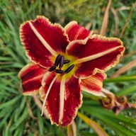 Liliowiec Czerwony z paskiem.