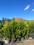 Thuja tuja Kórnik 100-110cm zestaw 25 sztuk