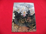 LECH CZERWONO-CZARNI bądź dziewczyną z marzeń POCZTÓWKA DŹWIĘKOWA Muza KP