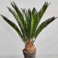 Sagowiec Cycas Cykas revoluta palma SADZONKA 50 cm