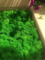 Mech Chrobotek Premium 3x100g +gratis 50g