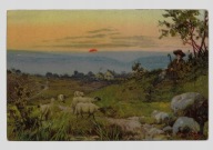 Owce pasterz ok.1905r. Litografia 329F