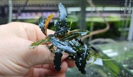 Bucephalandra sp. Tarantula -kolekcja od fibell