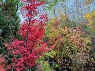 Klon czerwony palmowy drobno listny na pniu szczepiony 14 lat japoński inny