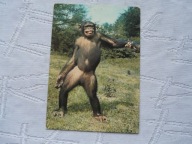 KRAKÓW ZOO SZYMPANS PIECZĄTKA Z ZOO WARSZAWA