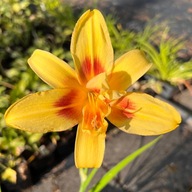 Liliowiec 'Double Happiness' (Hemerocallis) P13
