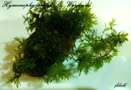 Hymenophyllaceae sp. Wayanad paproć od fibell