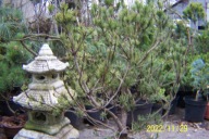 Sosna Tek skalna mungo karłowa 12 letnia na taras inna