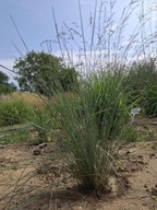 Poa Glauca Wiechlina Nowozelandzka P9 n o w o ś ć