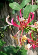 Wiciokrzew pomorski–pachnące pnącze idealne na pergole ogrodzenia LONICERA