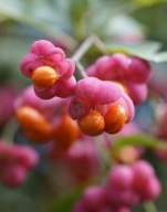 Trzmielina Green Spire (Euonymus japonica) C2 20cm