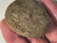 Skamieliny minerały koralowce