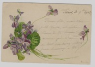 Fiołki kwiaty 1902r. Litografia 383C