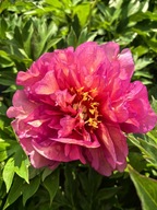 Piwonia ITOH "HILLARY" Duża SADZONKA doniczka 5 l