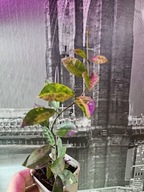 HOJA HOYA Lacunosa Amarillo