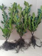 Laurowiśnia Caucasica DUŻA ROZKRZEWIONA 40-70 cm