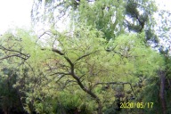 Klon dissectum Glamur szczepiony pagodowy palmowy inny