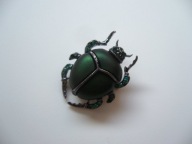 BROSZKA ŻUK CHRABĄSZCZ OWAD KRYSZTAŁKI