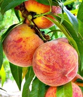 Brzoskwinia HARNAŚ – sadzonka, samopylna, wczesna odmiana