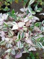 Trzykrotka fluminensis 'Tricolor' M