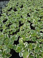 Komarowiec - komarzyca pachnąca roślina