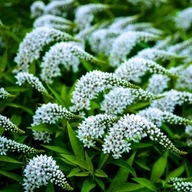 TOJEŚĆ ogrodowa GĘSIA SZYJA SADZONKA W PIJEMNIKU 10 CM WIELOLETNIA