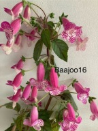 Kohleria Marta - kłącze