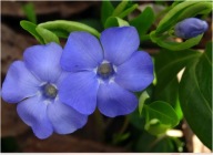 Barwinek ogrodowy 20 cm odporny na susze sadzonki 100 sztuk wieloletni