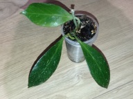 Hoya Hoja SUNRISE ukorzeniona