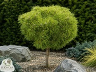 Leśne Maleństwo Sosna górska 'Little Baby' Pinus mugo PA
