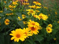 Heliopsis szorstki/wieloletni słonecznik kępka sadzonek ok 20szt