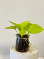 Epipremnum aureum golden pothos neon SADZONKA 20 cm