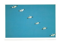 Pocztówka - Gęsi śnieżne w kluczu / ptaki wędrowne ...